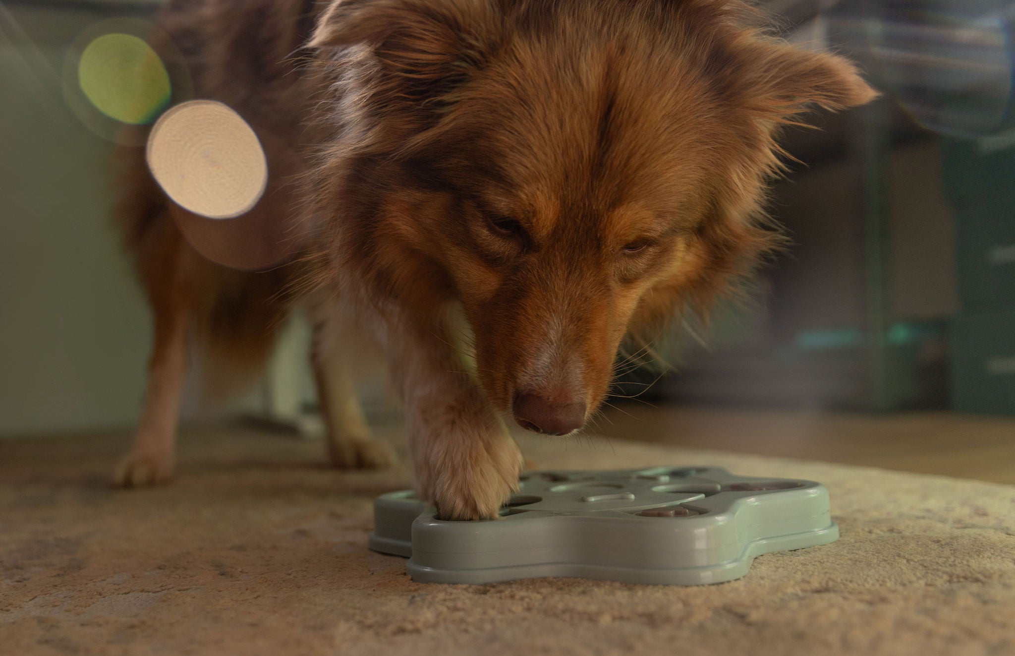 Can enrichment help with anxiety or separation issues?