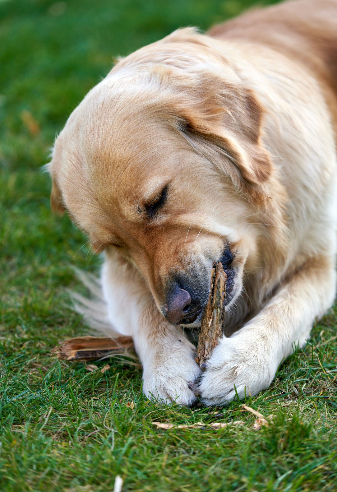 The Science of Chewing: 10 Ways It Supports Your Dog’s Health and Happiness, and Yours!