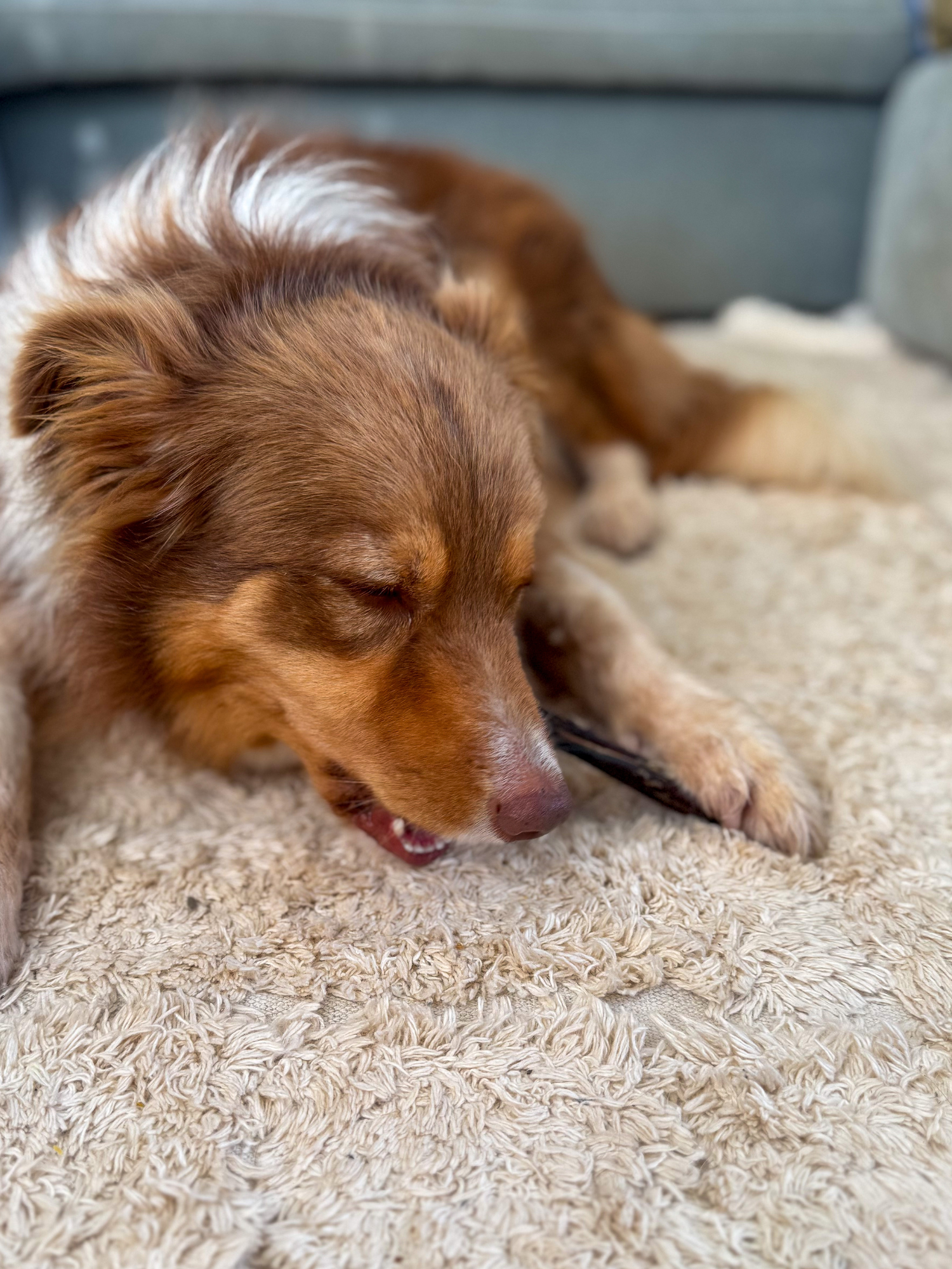 Clever Chews - Bully Sticks