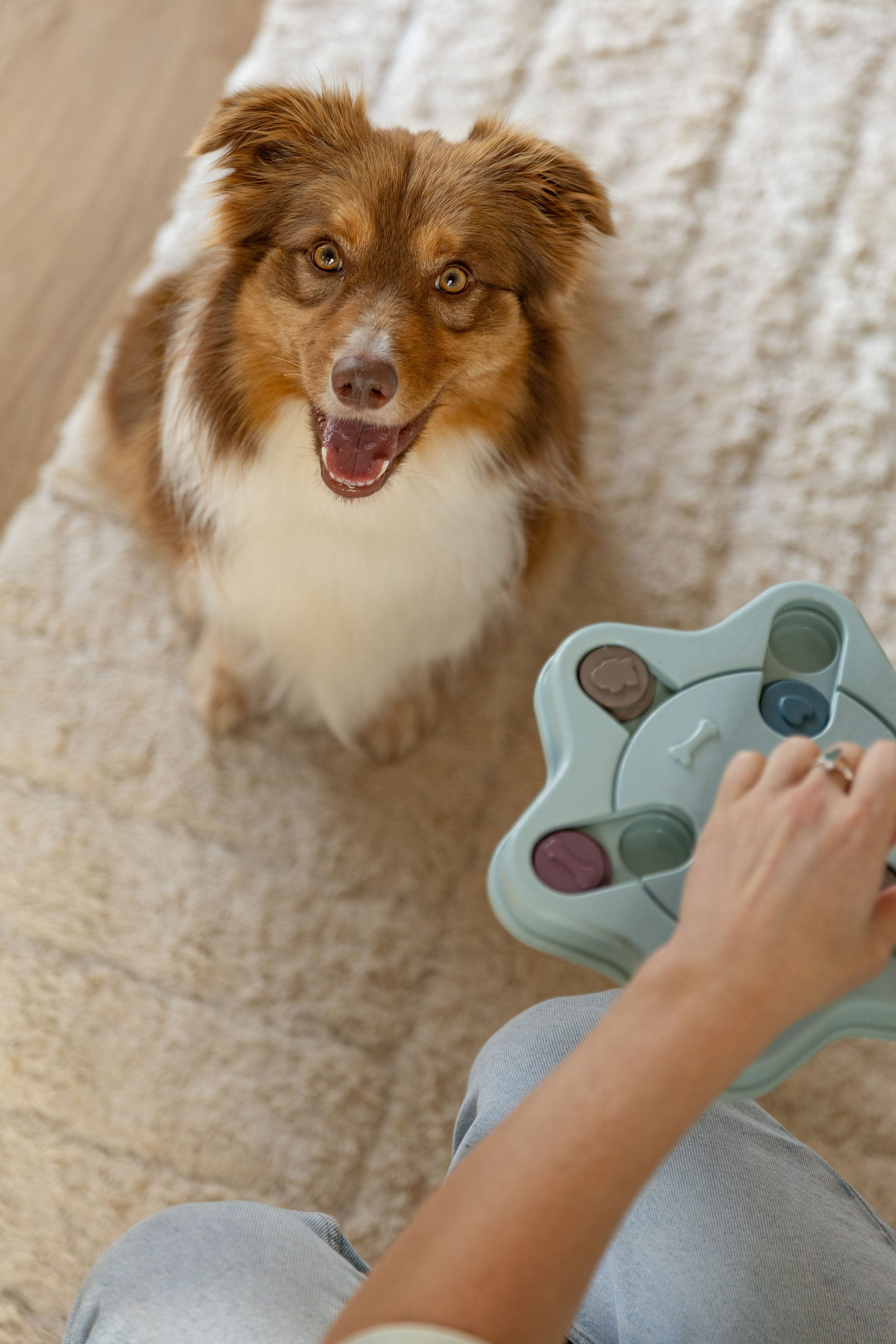 Dog sitting on a couch next to a person holding a dog enrichment puzzle