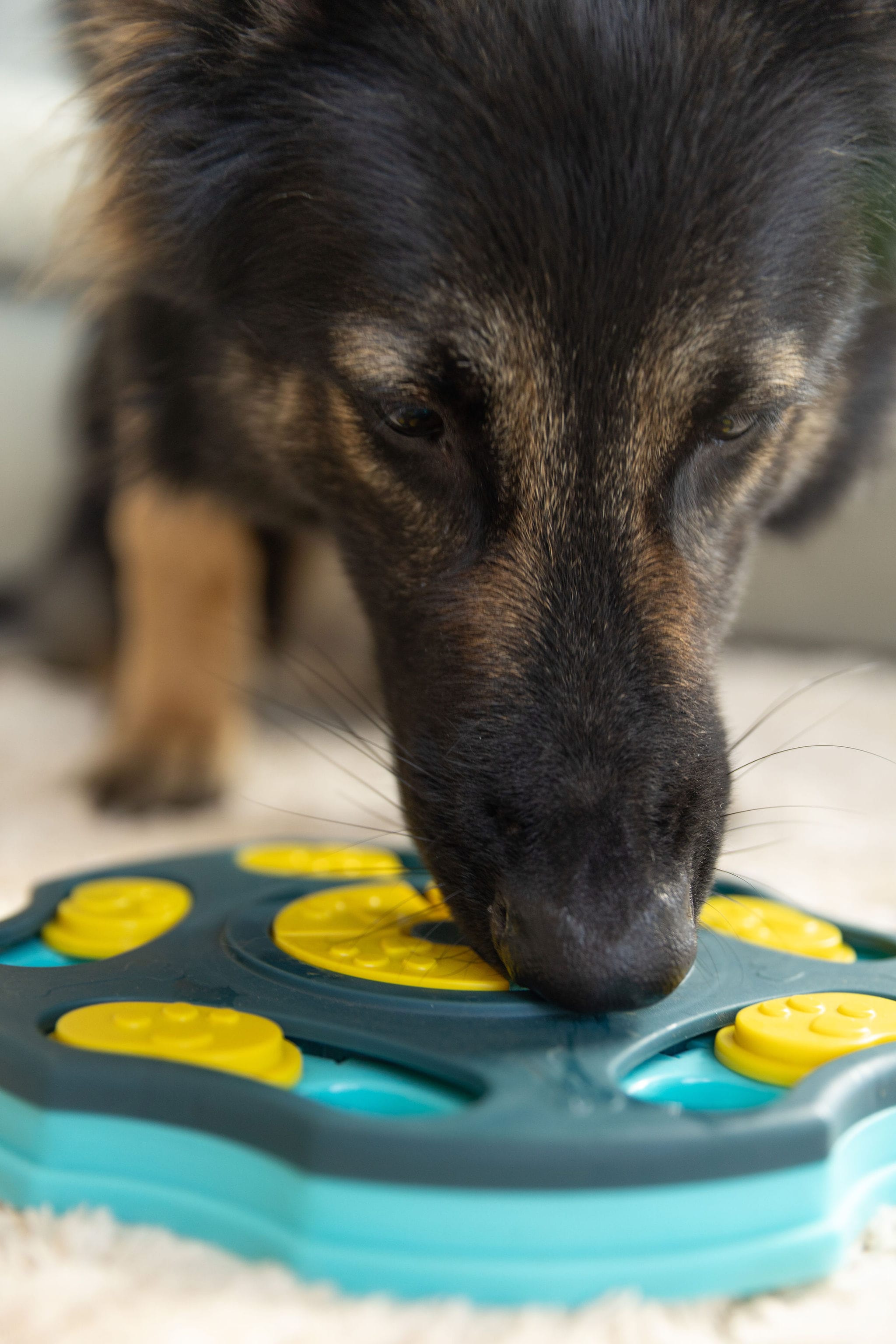Beginner Dog Enrichment Toy Box In Use
