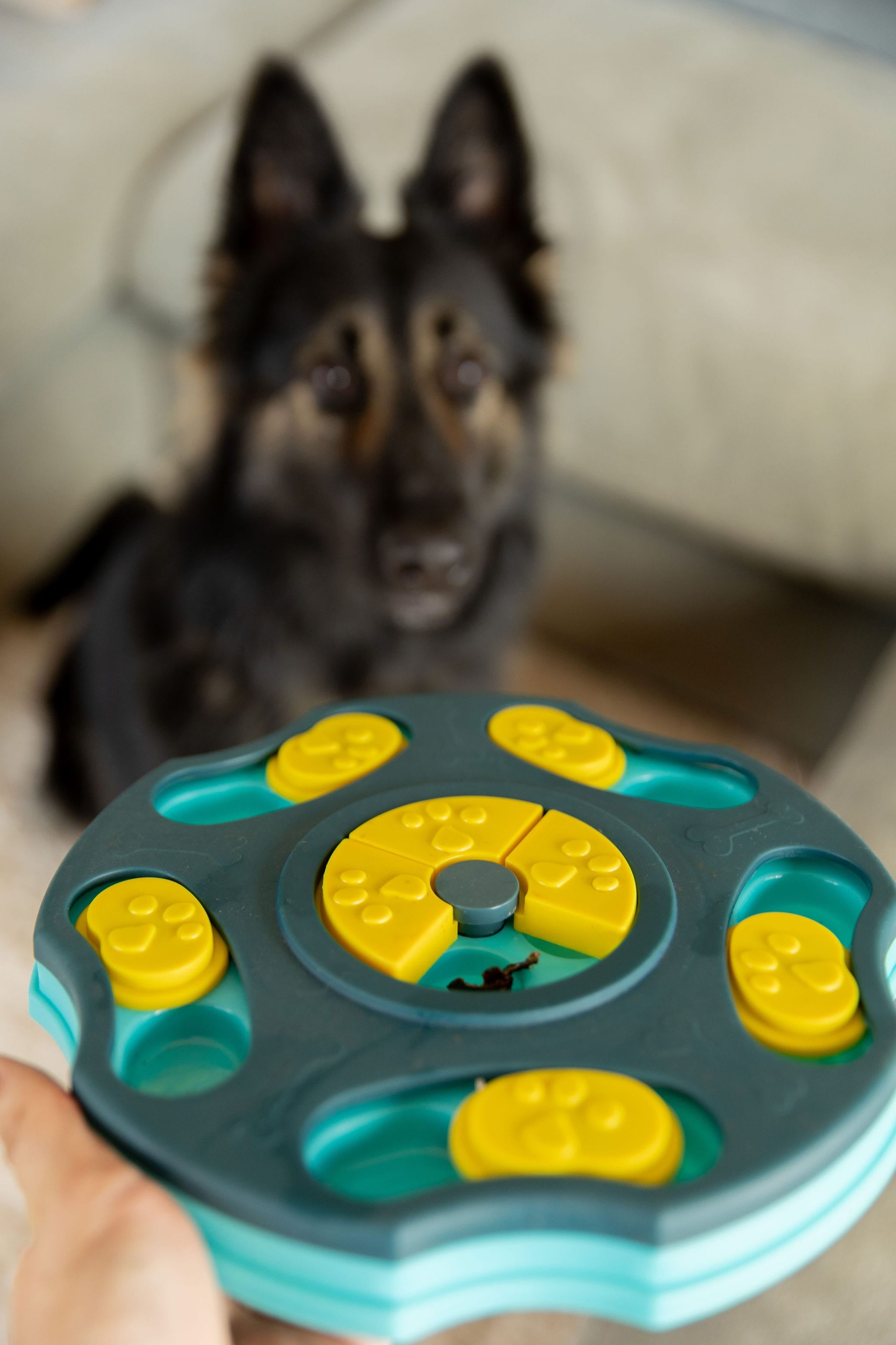 Beginner Dog Puzzle Toy Enrichment Toy For Dogs