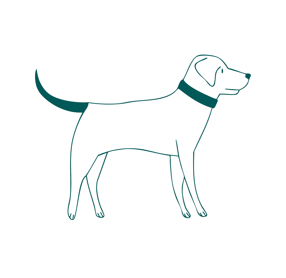 Support your dog’s mental wellbeing through <em>purposeful</em> play