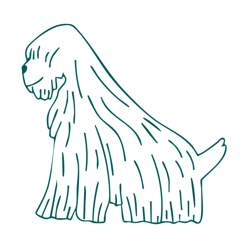 Support your dog’s mental wellbeing through <em>purposeful</em> play