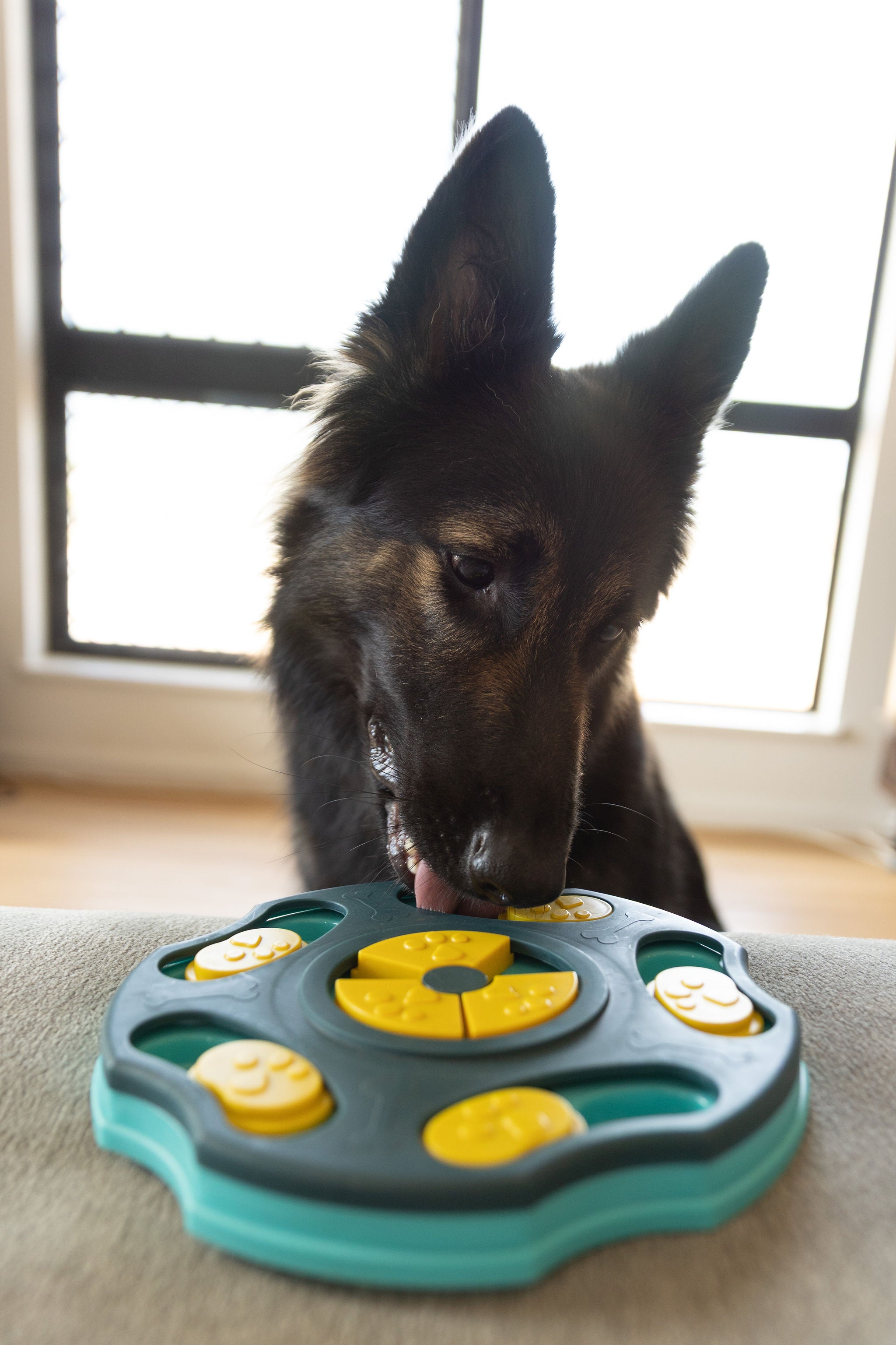 Dog Puzzle Level 1 - Getting Started