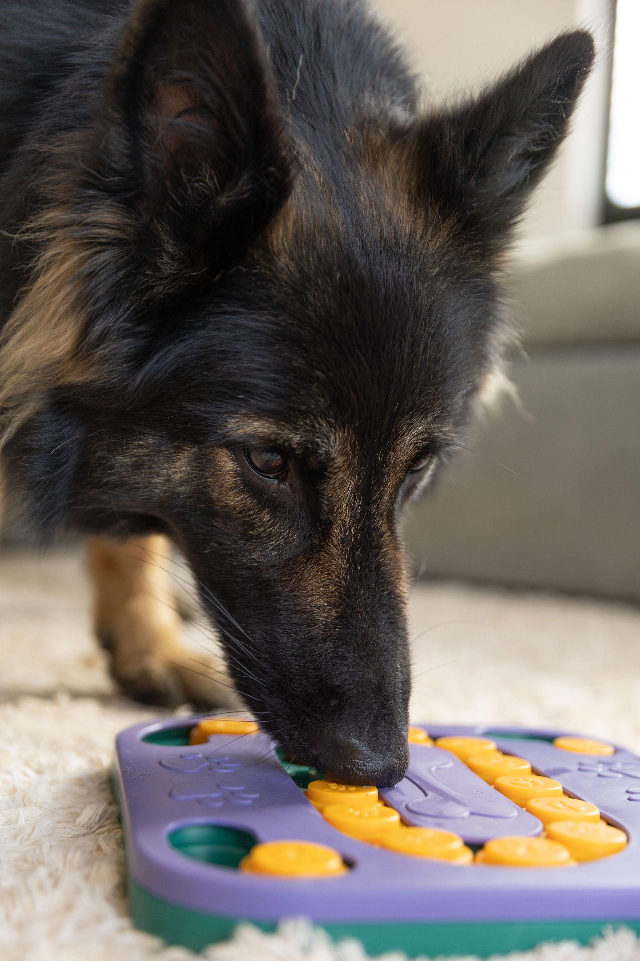 Building Focus: Puzzle and Treat Bundle