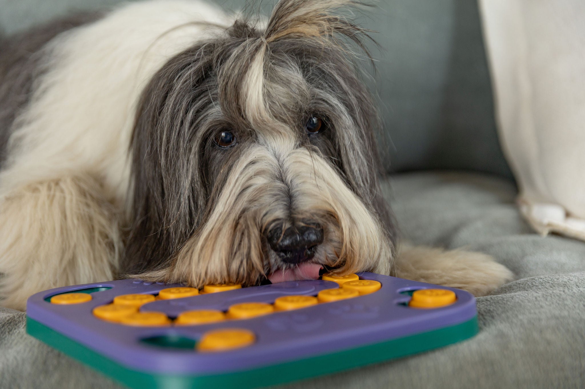 Dog Puzzle & Treat Bundle - Building Focus