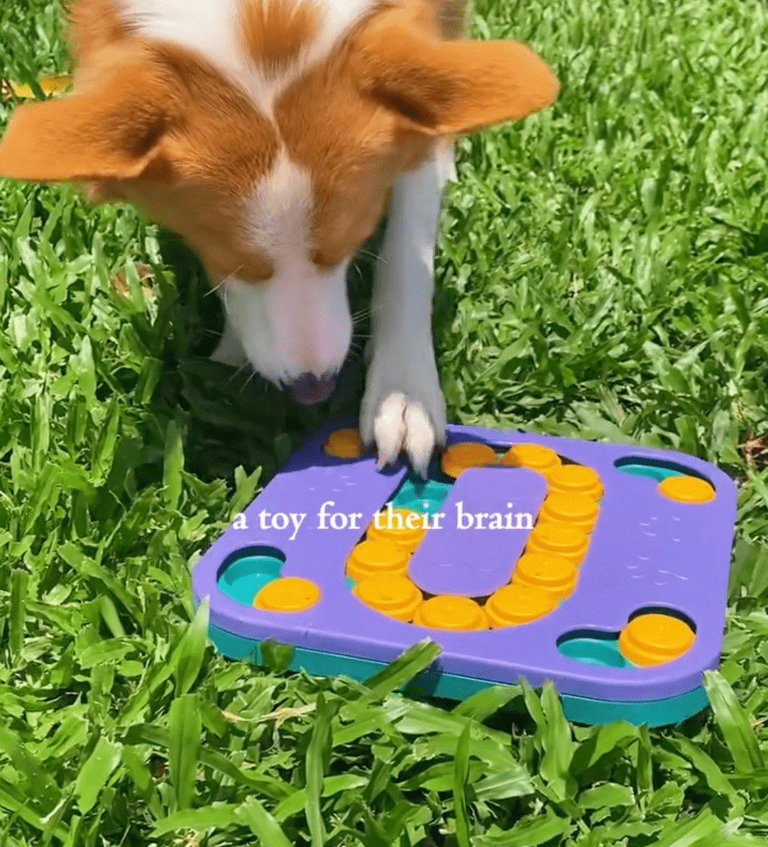 Clever Dog Puzzle Square