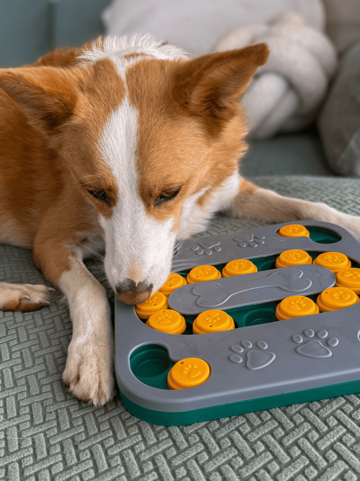 My Store Mentally Stimulating Dog Puzzle Toy