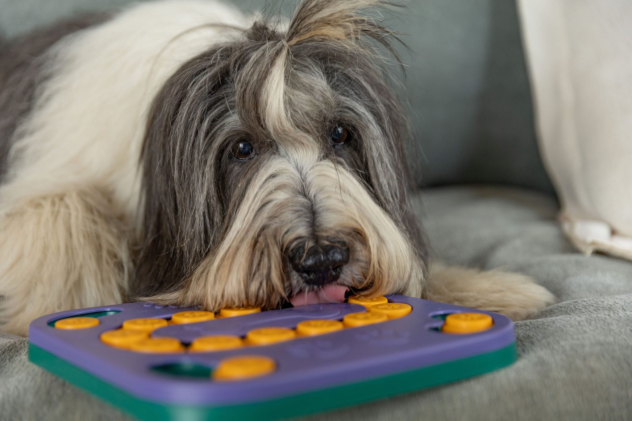 Mentally Stimulating Dog Puzzle Toy Enrichment Toy for Dogs Up Close