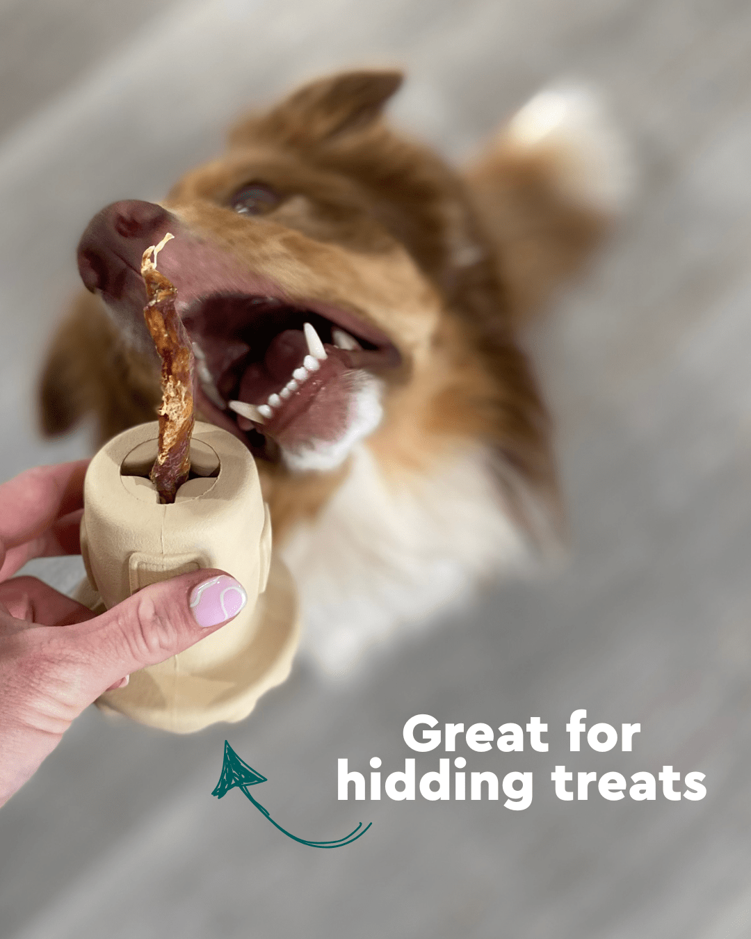 Koda the dog with Might Mushie Dog Enrichment Toy