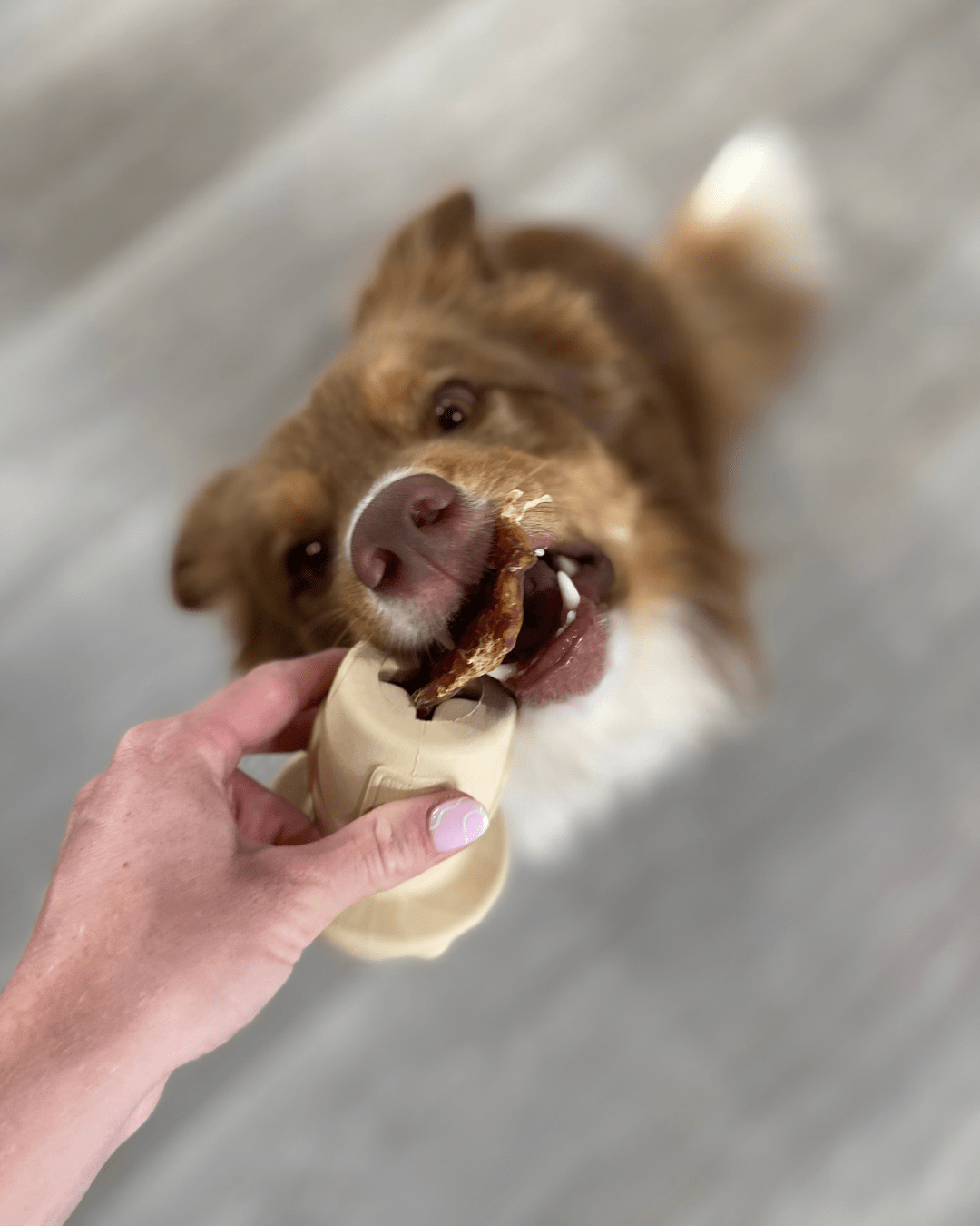 Mighty Mushie Dog Enrichment Toy Being used with a Dog