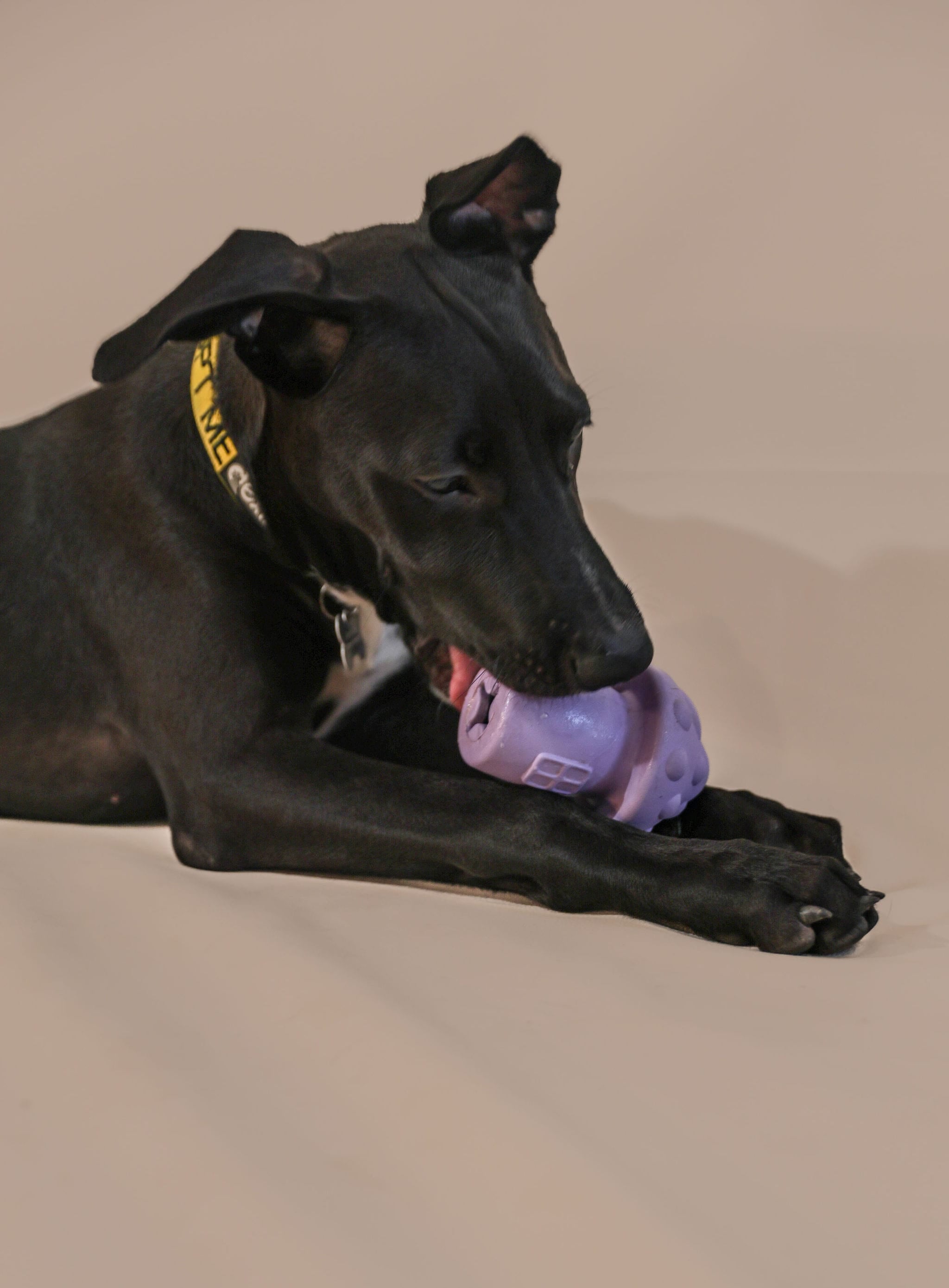 Black dog playing with a purple dog enrichment toy on a beige background