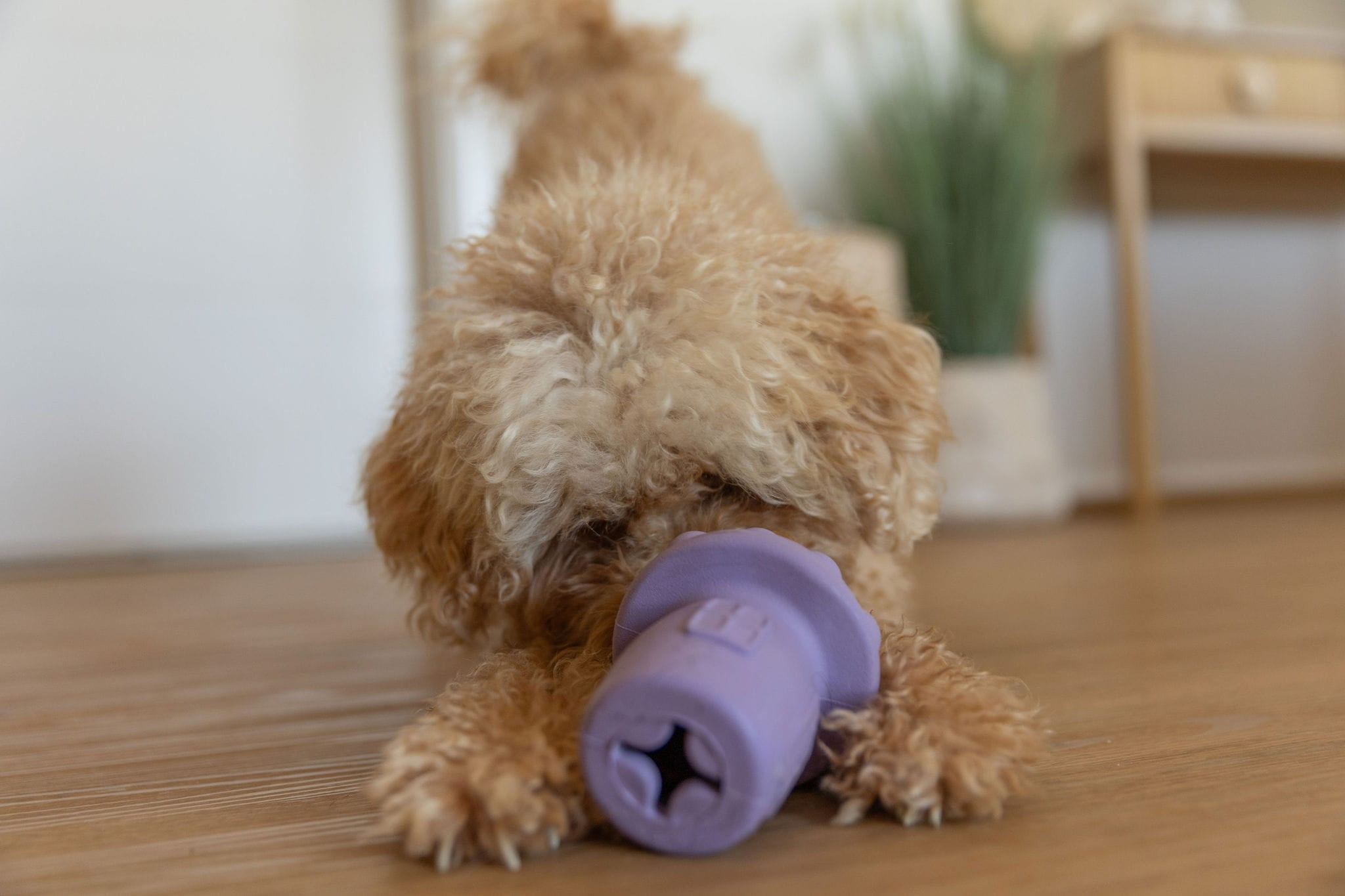 Dog Playing with Lilac Enrichment Toy