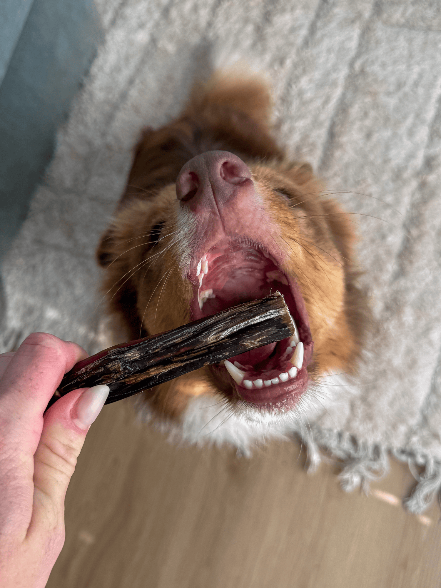 Dog chewing on a treat held by a person with a textured surface in the background