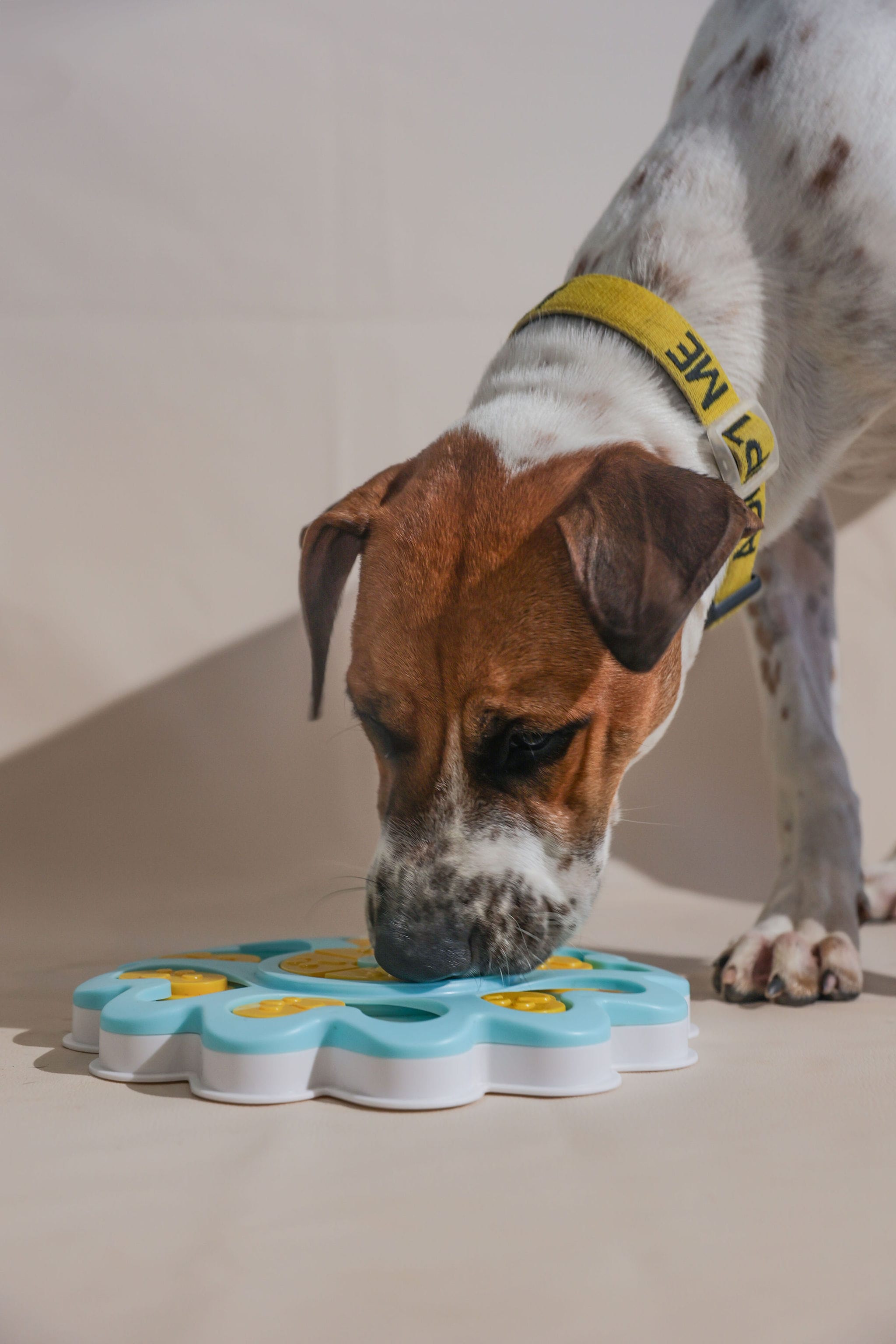 Puppy Dog Enrichment Toy Box Puzzle