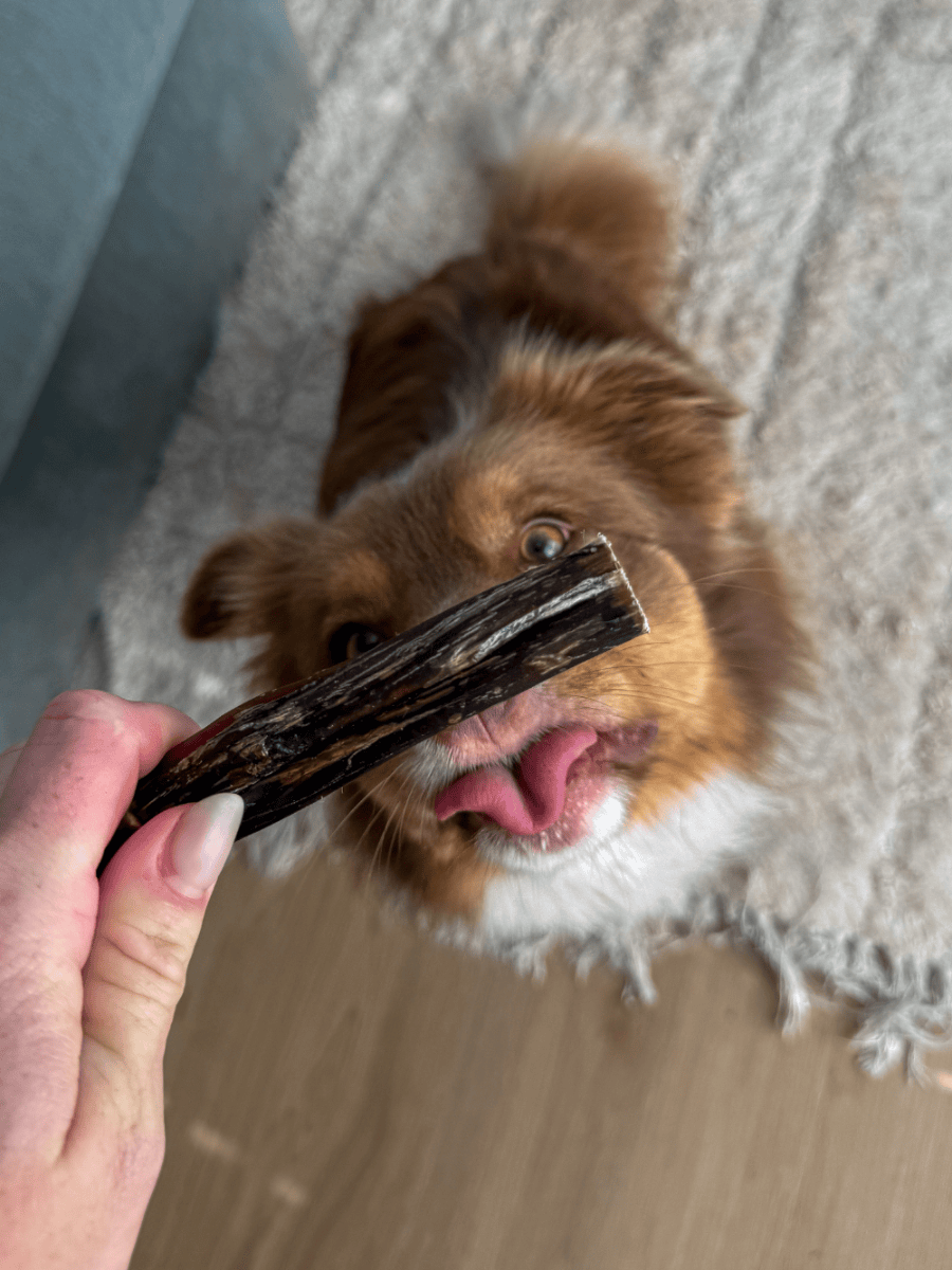 CleverTails Single Clever Chew - Natural Bully Stick Dog Chew