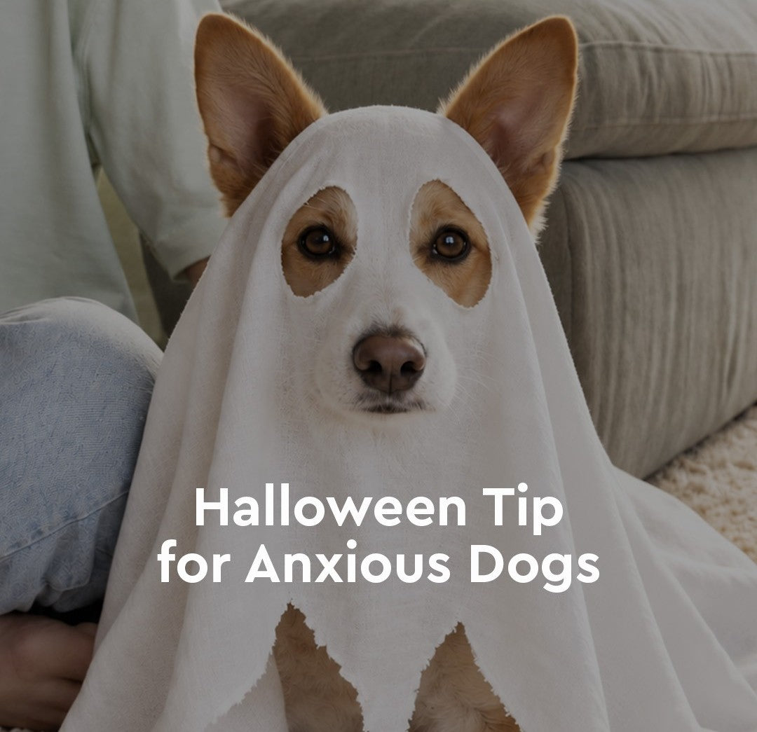 Halloween Tips for Anxious Dogs: How to Keep Your Dog Calm During Spooky Season