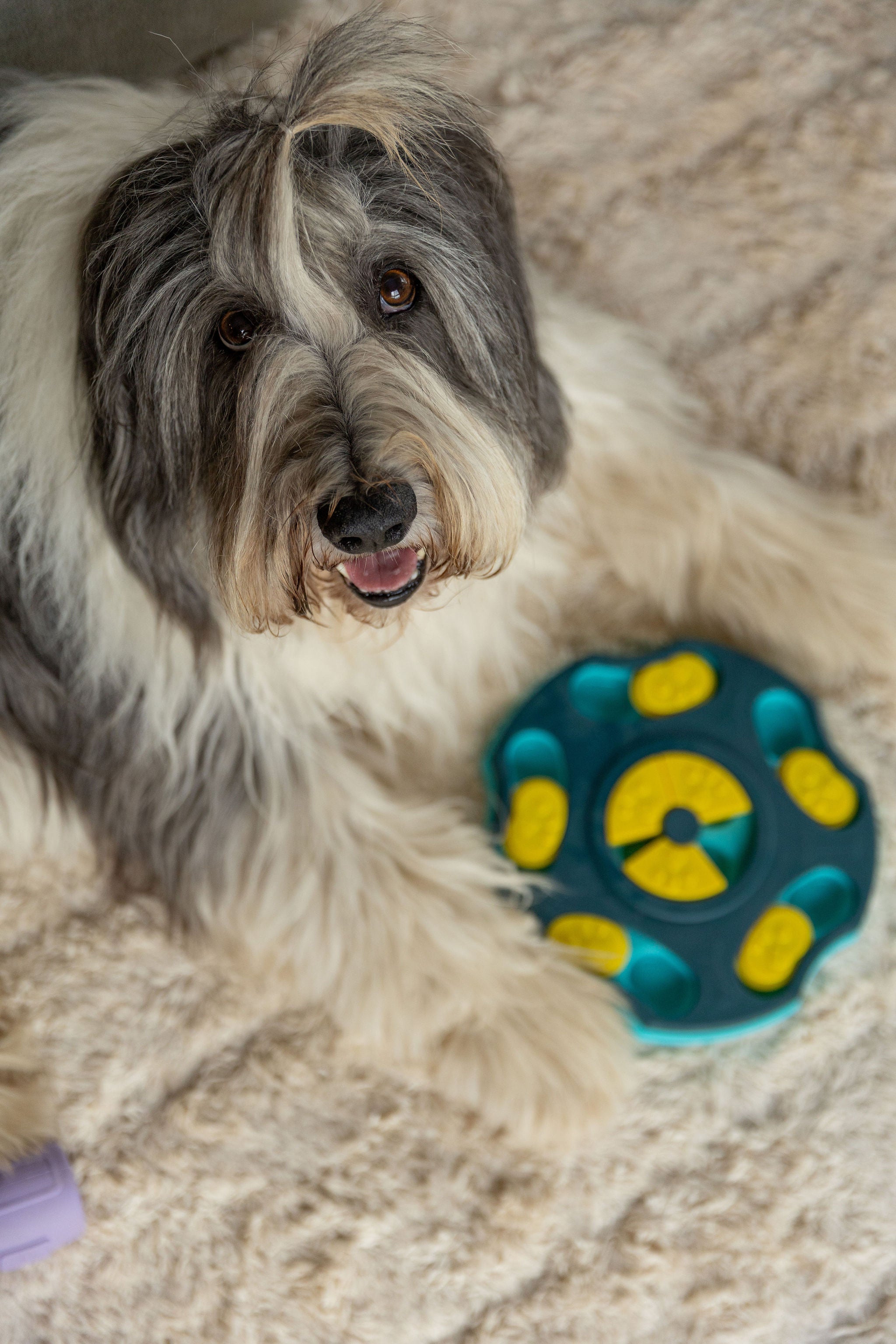 Why Your Dog Solves Puzzles In 4 Seconds (and Why That’s A Win)