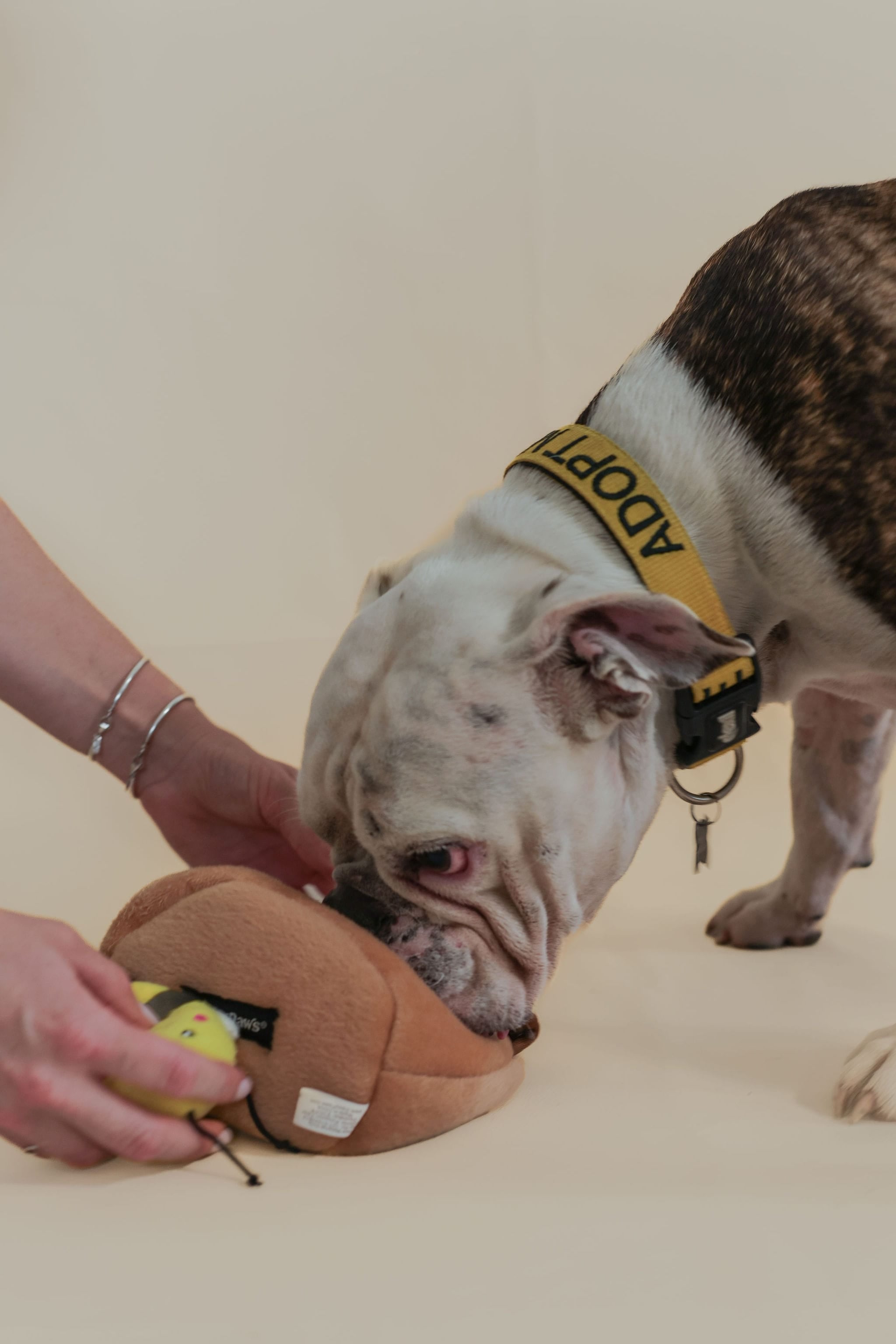 CleverTails Busy Bee - Dog Enrichment Toy Box