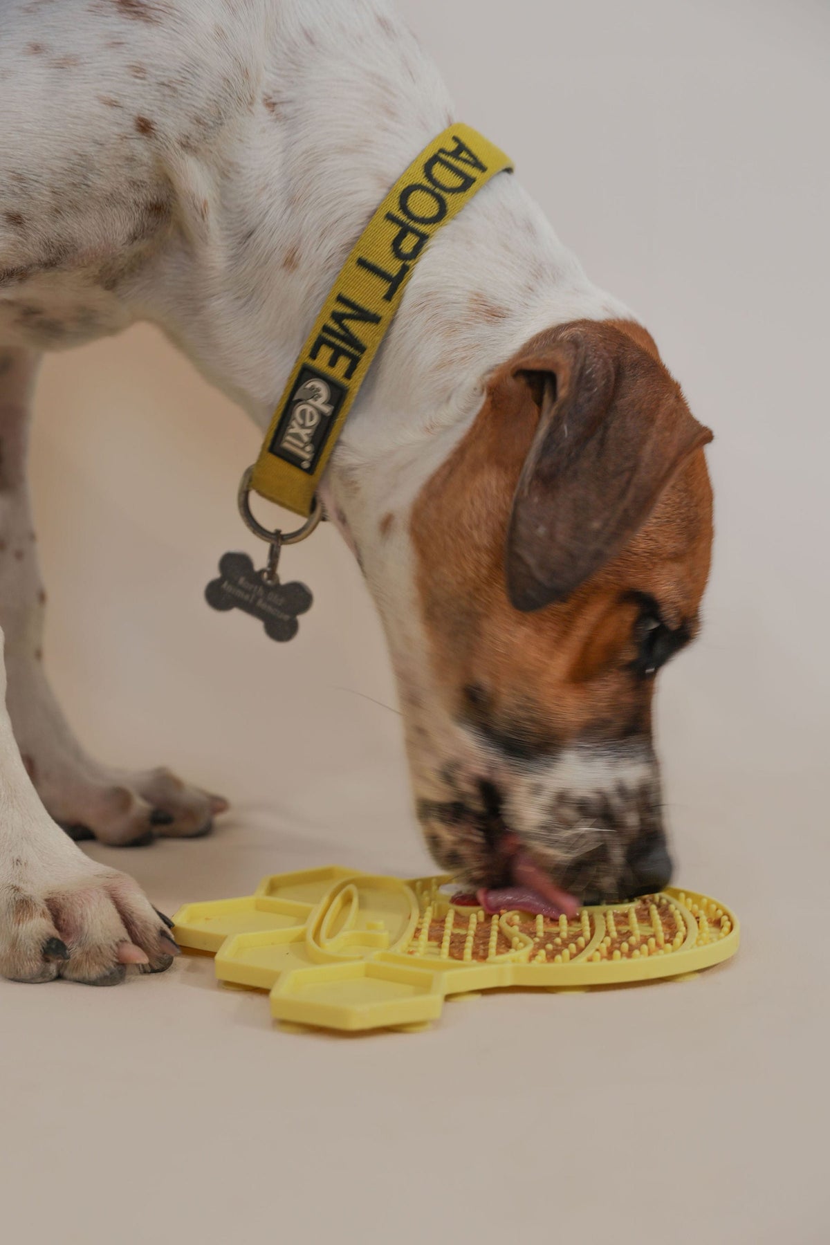 CleverTails Sliding Dog Enrichment Toys Box