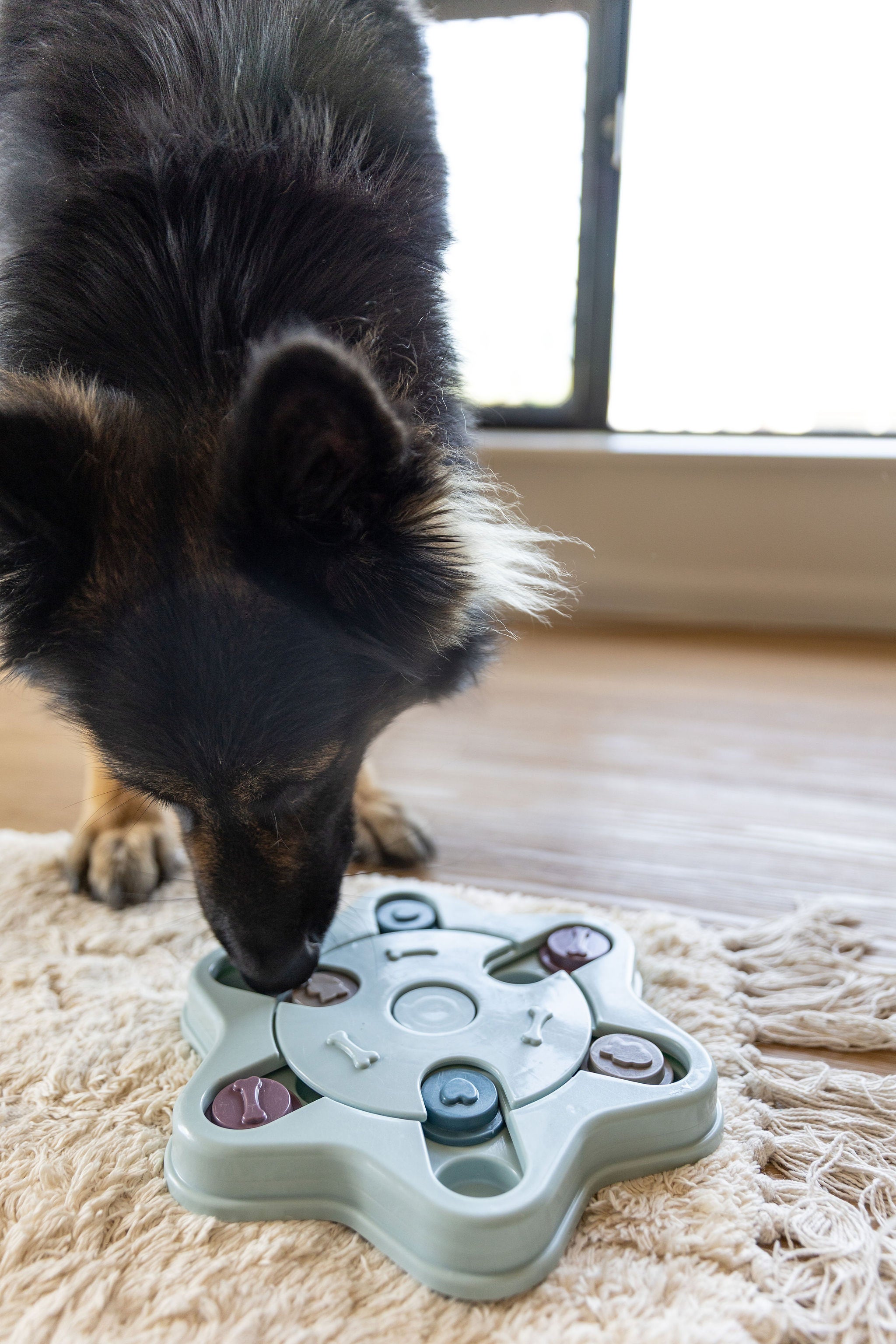 Dog Puzzle & Treat Bundle - Advanced Problem Solvers