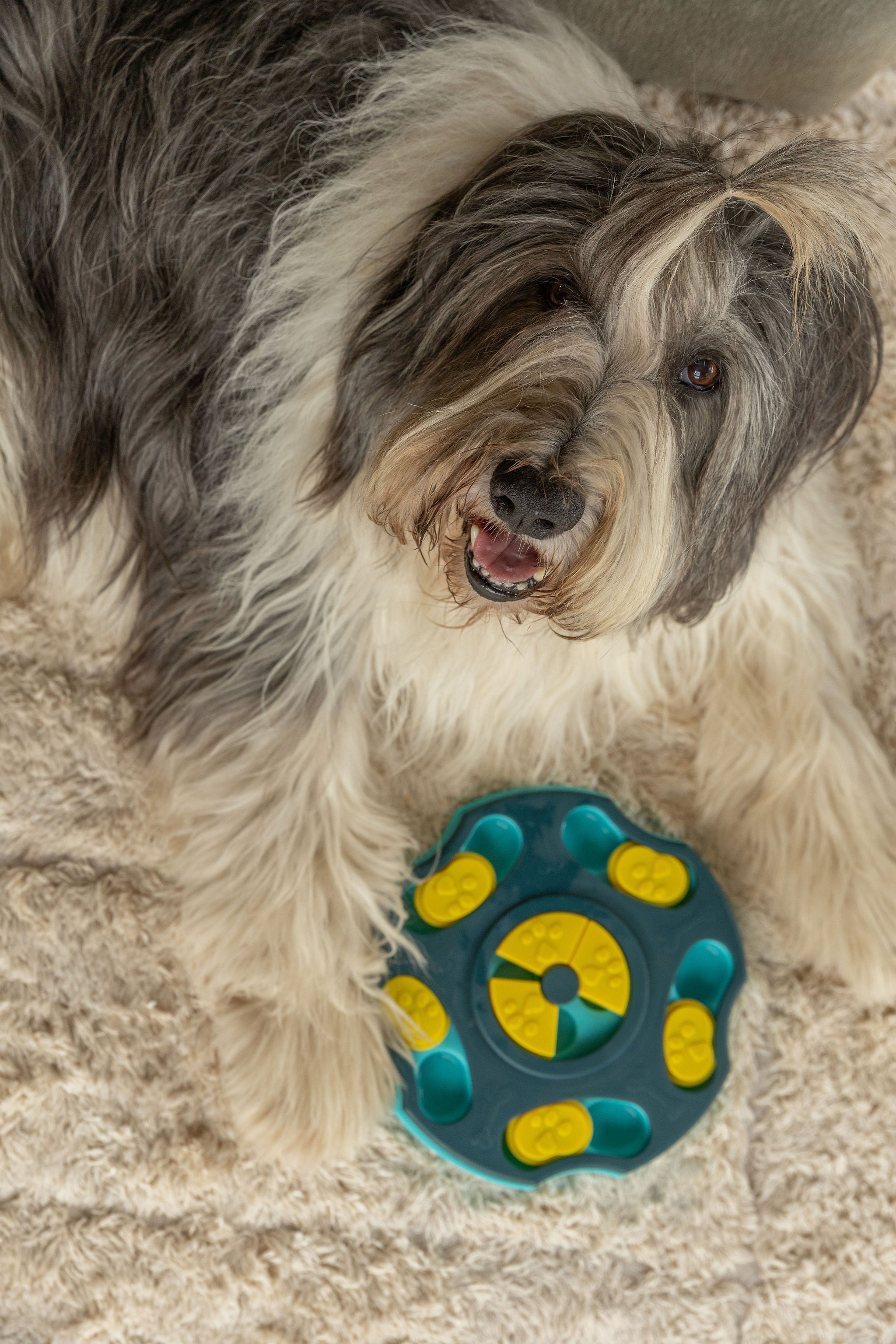 Dog Puzzle & Treat Bundle - Getting Started