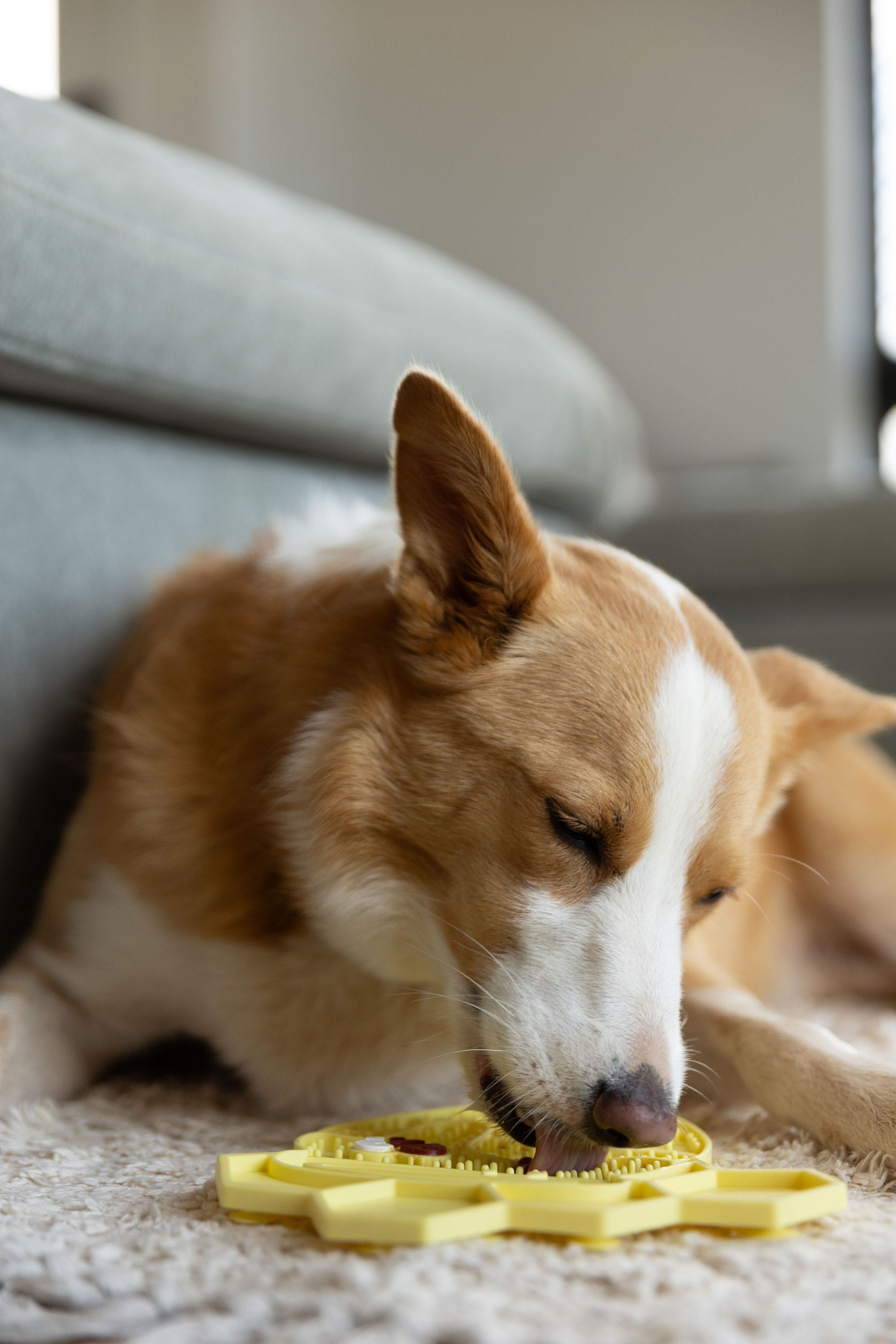 CleverTails Lick & Chill Honeycomb Lick Mat Bundle