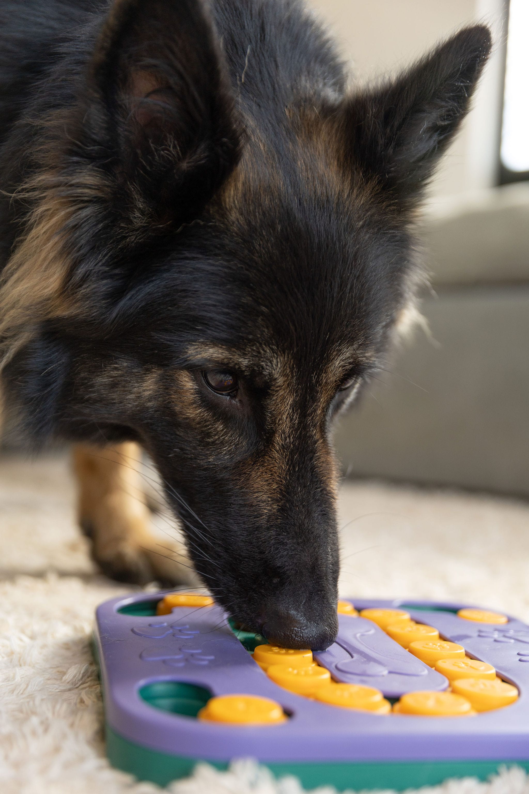 CleverTails Mentally Stimulating Dog Puzzle & Treat Bundle