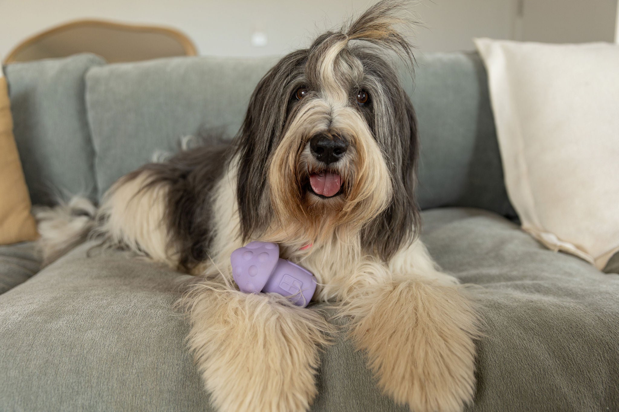 Mighty Mushie Dog Treat Toy Enrichment For Dogs