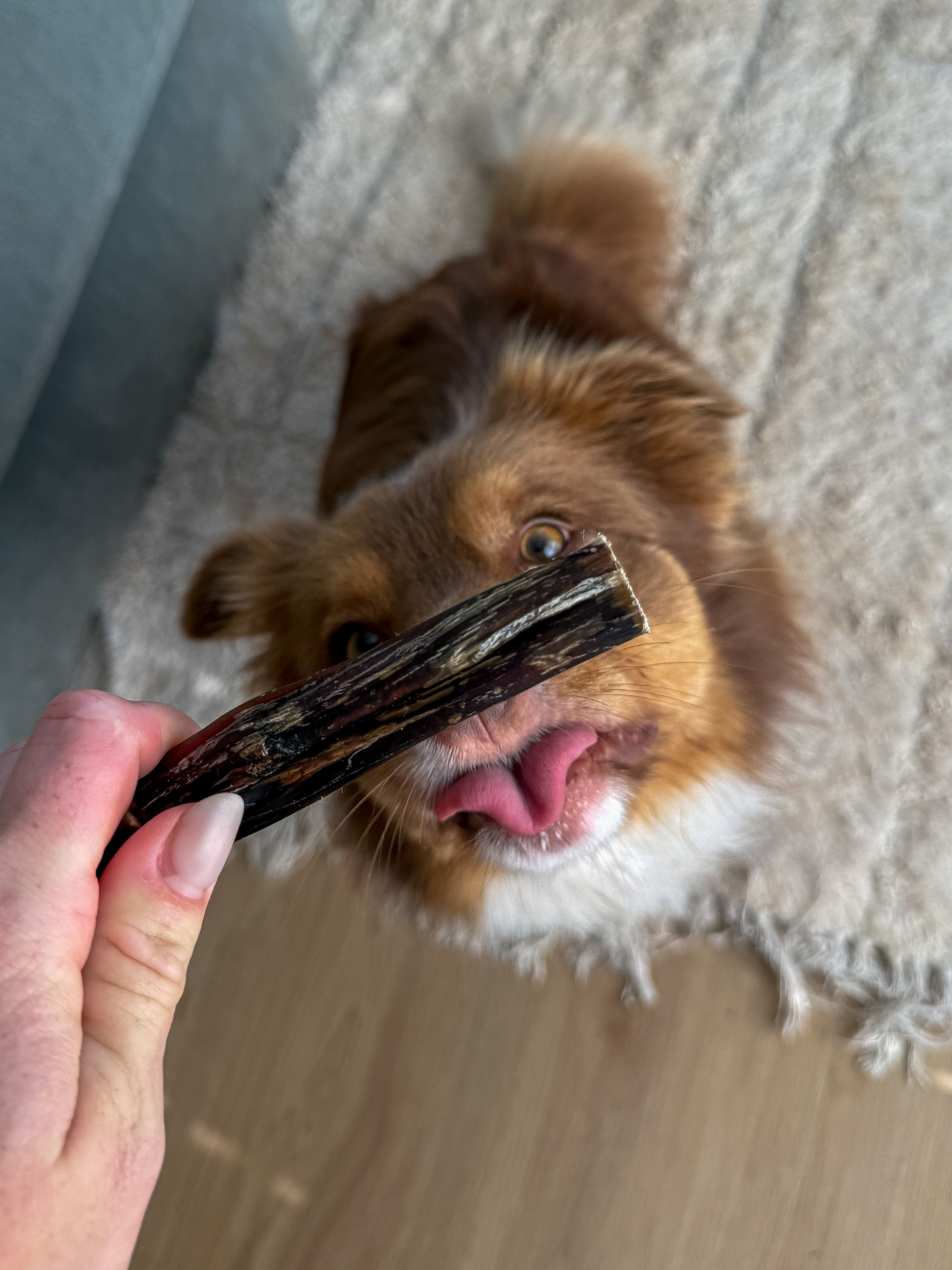 Single Clever Chew - Natural Bully Stick Dog Chew