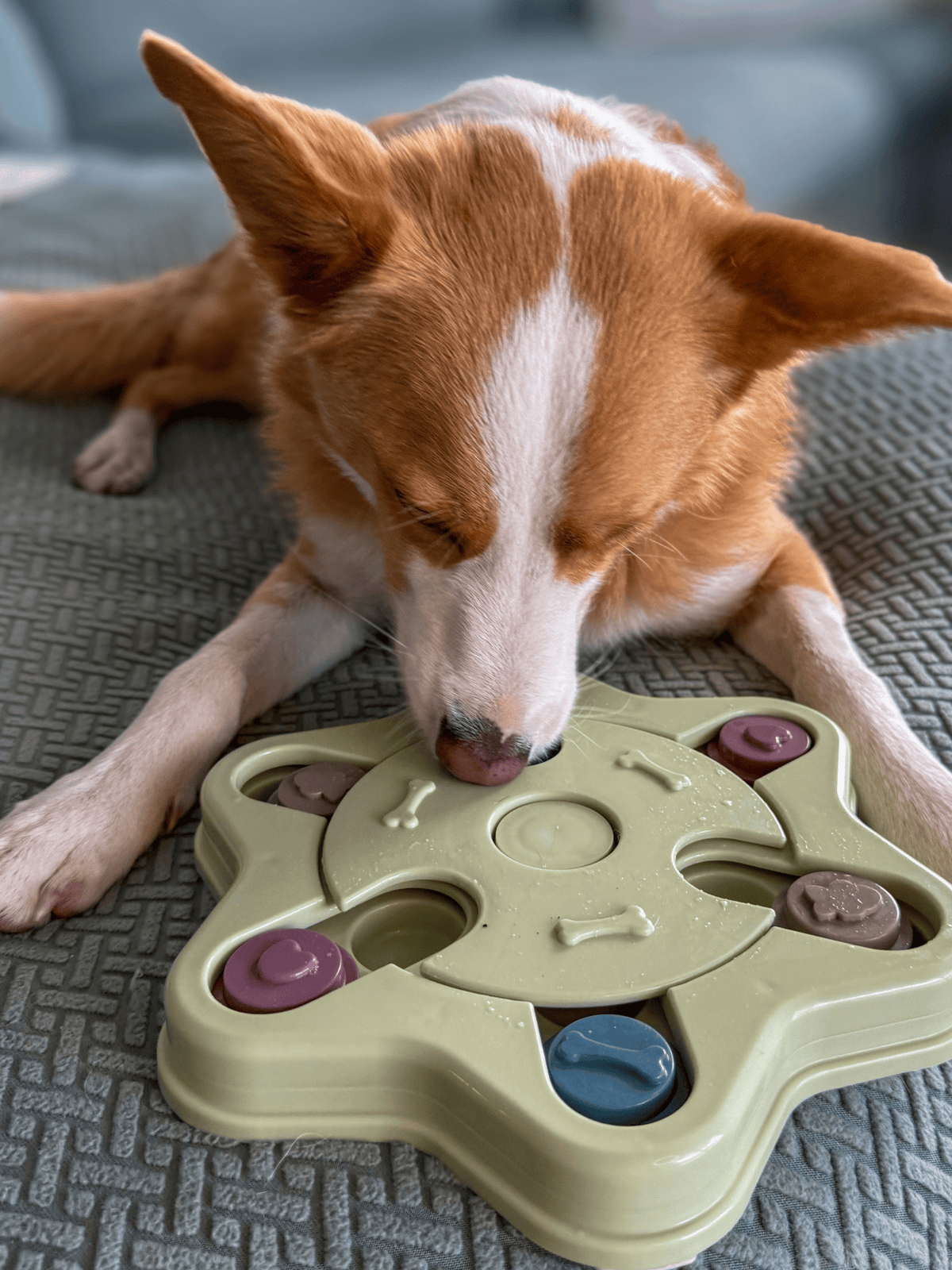 My Store Advanced Dog Puzzle Toy