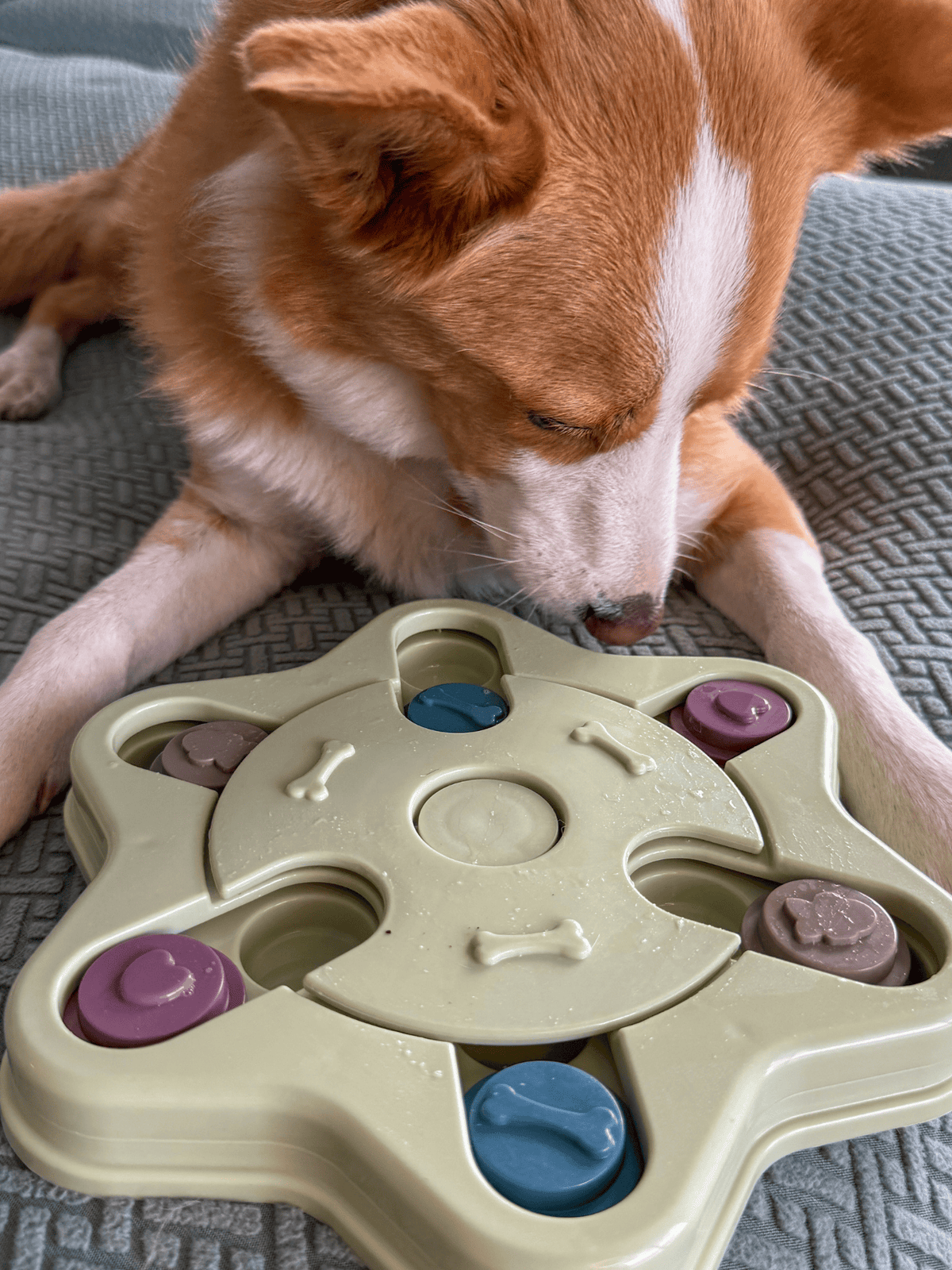 My Store Advanced Dog Puzzle Toy