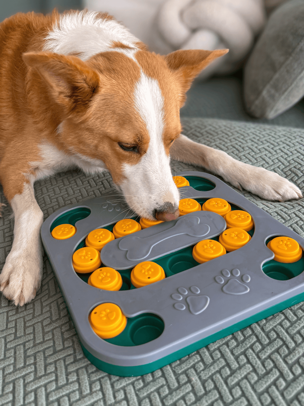 My Store Mentally Stimulating Dog Puzzle Toy