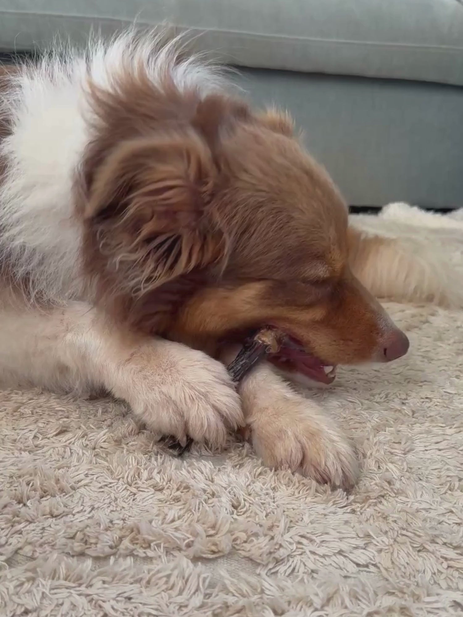 Clever Chews - Bully Sticks