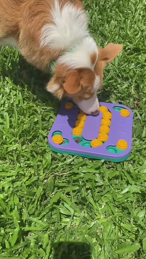 Dog Puzzle & Treat Bundle - Level 2