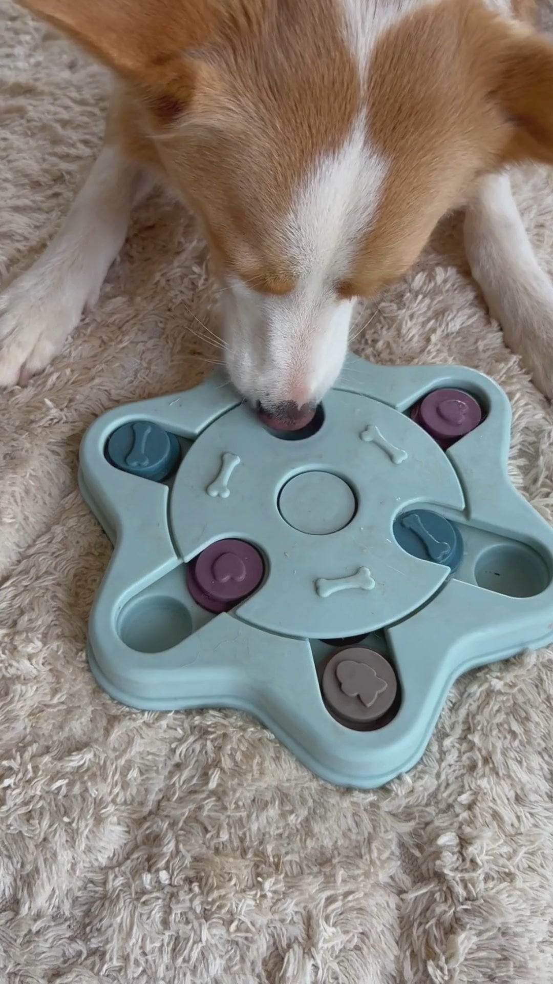 Dog Puzzle Level 3 - Advanced Problem Solvers