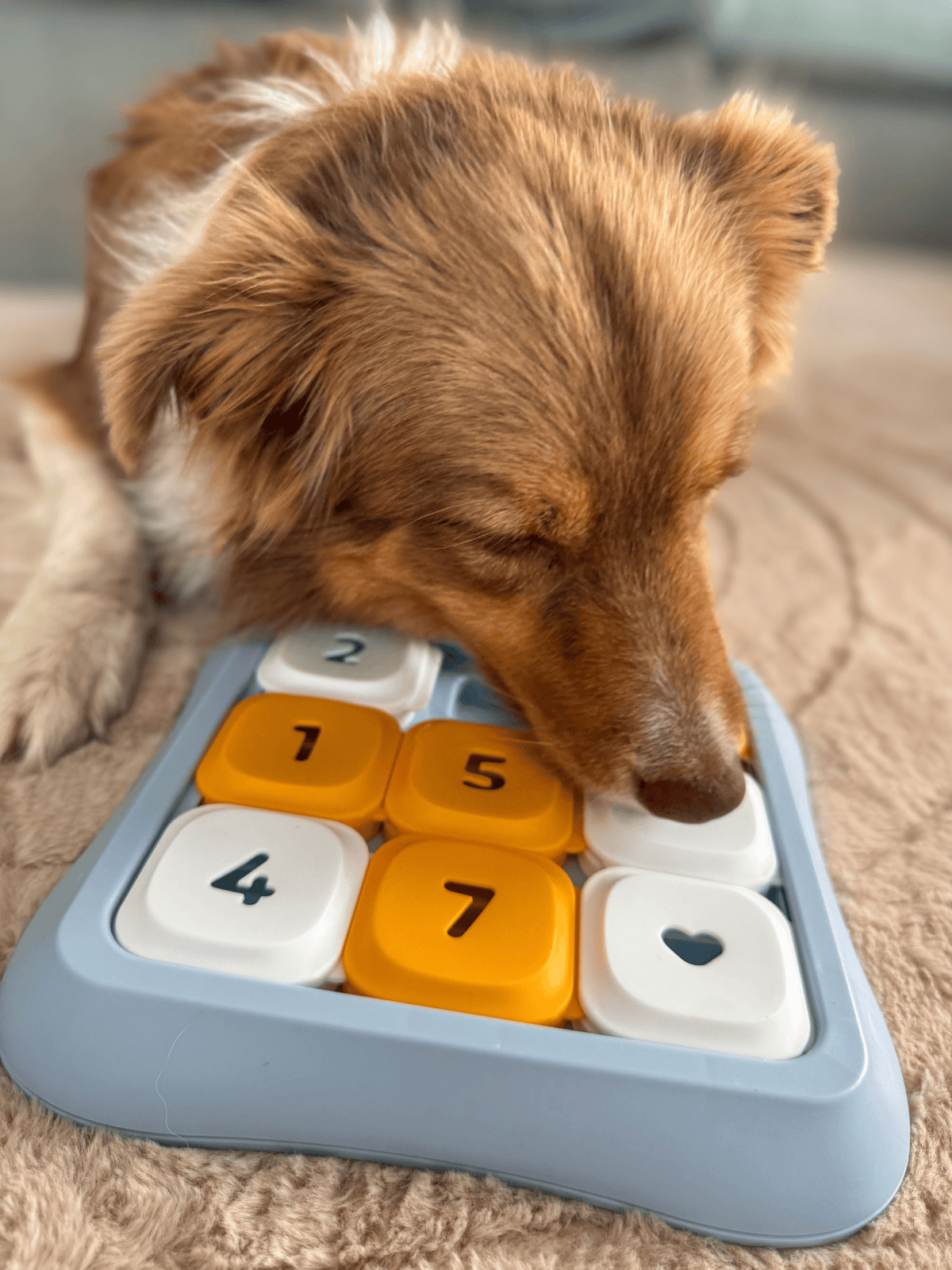 My Store Interactive Sliding Dog Puzzle Toy